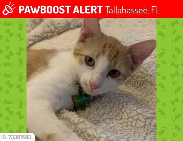 Lost Male Cat last seen Killearn Club and Shamrock St N, Tallahassee, FL 32309