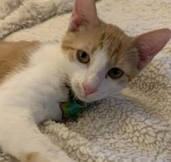 Lost Male Cat last seen Killearn Club and Shamrock St N, Tallahassee, FL 32309