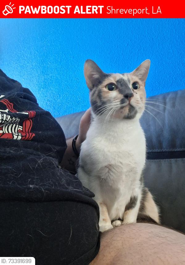 Lost Female Cat last seen Monkhouse and Hollywood, siegel suites, Shreveport, LA 71109
