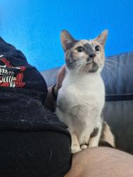 Lost Female Cat last seen Monkhouse and Hollywood, siegel suites, Shreveport, LA 71109