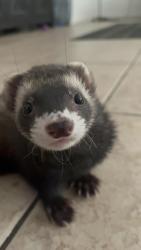 Lost Male Ferret last seen Golden cypress and maple valley, Las Vegas, NV 89117