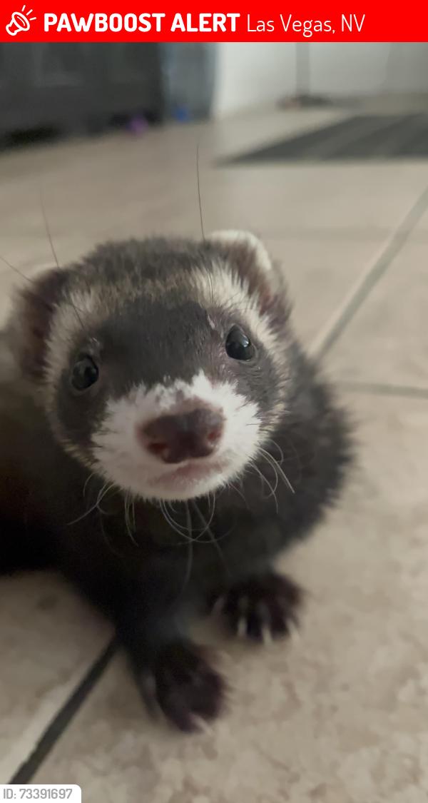 Lost Male Ferret last seen Golden cypress and maple valley, Las Vegas, NV 89117