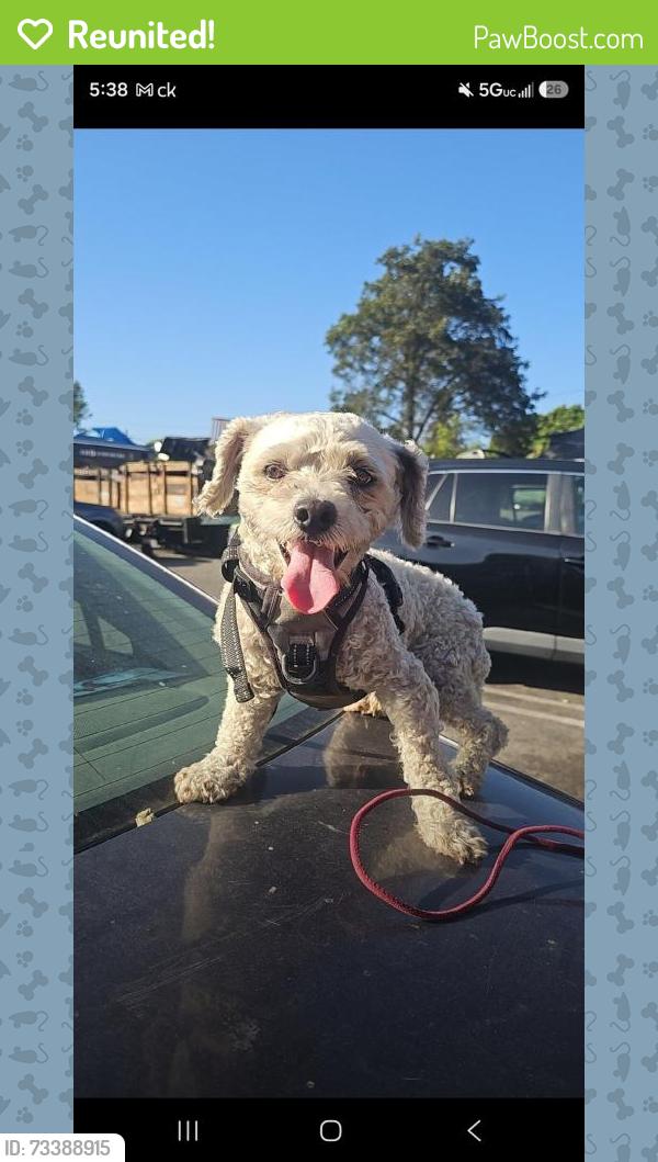 Reunited Male Dog last seen Los Angeles, CA 90015, USA, Los Angeles, CA 90015