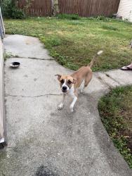 Found/Stray Female Dog last seen Kedzie and Marquette, Chicago, IL 60629
