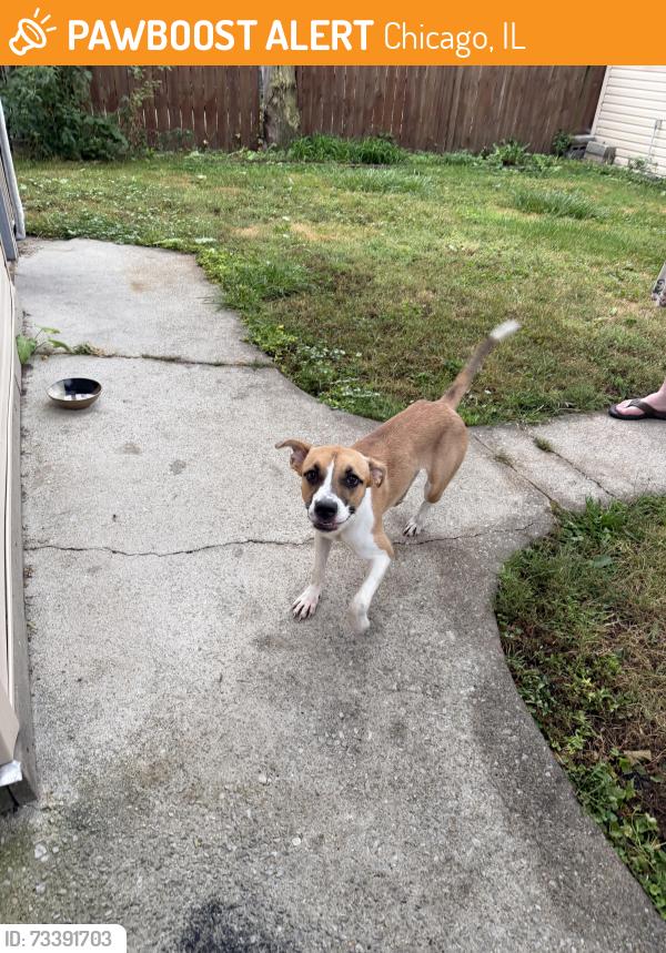 Found/Stray Female Dog last seen Kedzie and Marquette, Chicago, IL 60629
