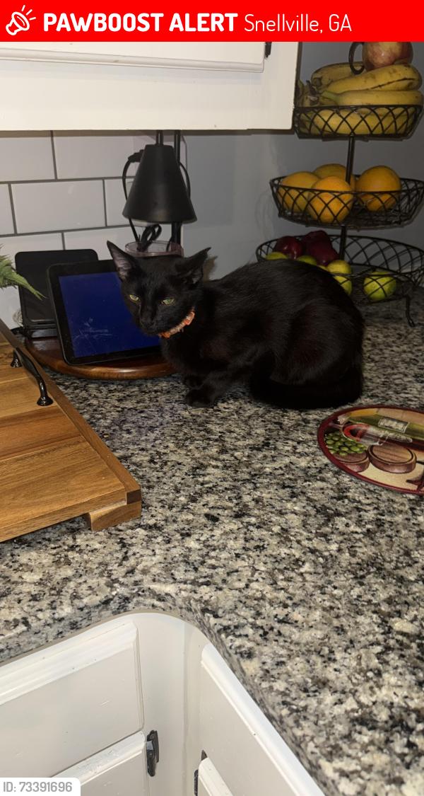 Lost Female Cat last seen Chesterfield ct Snellville ga 30029, Snellville, GA 30039