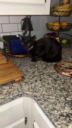 Lost Female Cat last seen Chesterfield ct Snellville ga 30029, Snellville, GA 30039