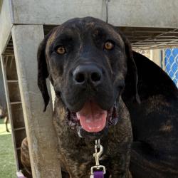 Shelter Stray Male Dog last seen , 3612 11th Ave, Los Angeles, CA 90018, USA