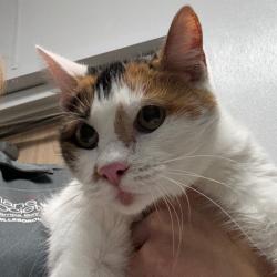 Shelter Stray Female Cat last seen , 3607 N Armenia Ave, Tampa, FL 33607, USA