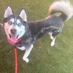 Shelter Stray Female Dog last seen , Animal Care & Control Team of Philly, 111 W Hunting Park Ave, Philadelphia, PA 19140, USA
