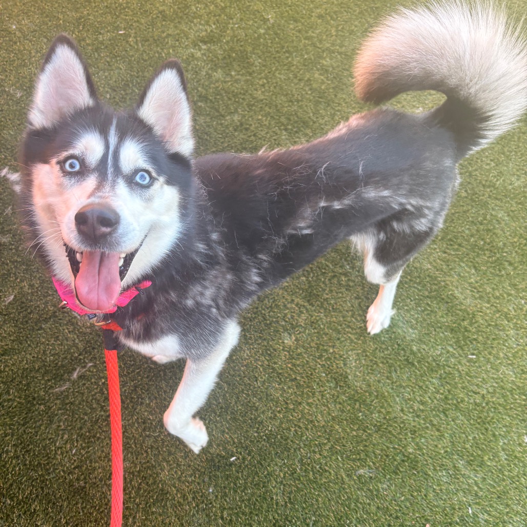 Shelter Stray Female Dog last seen , Animal Care & Control Team of Philly, 111 W Hunting Park Ave, Philadelphia, PA 19140, USA