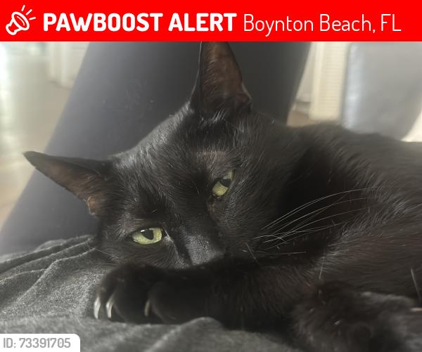 Lost Male Cat last seen Gulf Road Military, Boynton Beach, FL 33436
