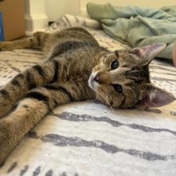 Shelter Stray Male Cat last seen , Animal Care & Control Team of Philly, 111 W Hunting Park Ave, Philadelphia, PA 19140, USA