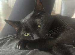 Lost Male Cat last seen Gulf Road Military, Boynton Beach, FL 33436