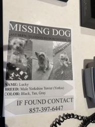 Lost Male Dog last seen American legion hwy, Boston, MA 02124