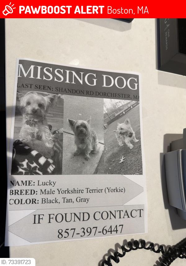 Lost Male Dog last seen American legion hwy, Boston, MA 02124