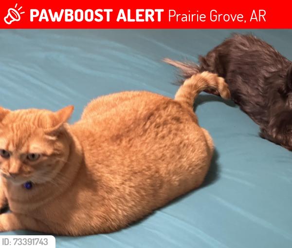 Lost Male Cat last seen Spruce and ditmars, Prairie Grove, AR 72753