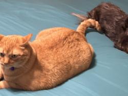 Lost Male Cat last seen Spruce and ditmars, Prairie Grove, AR 72753