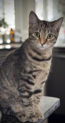 Lost Female Cat last seen Cambridge Hills Road & Buford Highway/20, Forsyth County, GA 30041
