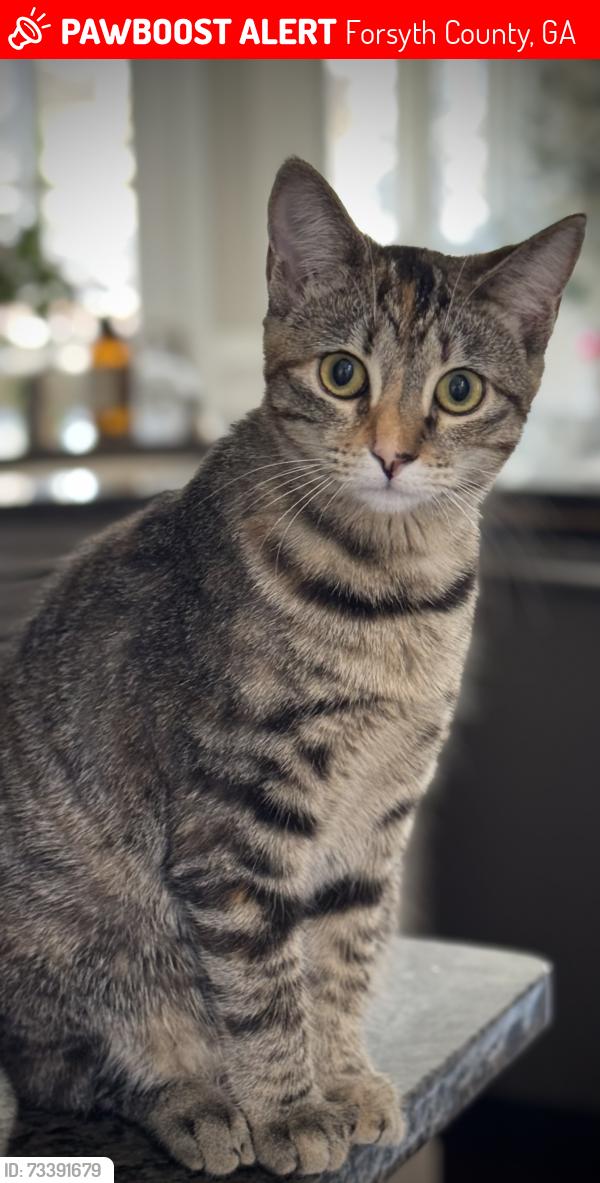 Lost Female Cat last seen Cambridge Hills Road & Buford Highway/20, Forsyth County, GA 30041