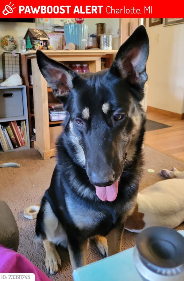 Lost Male Dog last seen Between Stewart Rd, and Otto Rd, beside the tracks., Charlotte, MI 48813