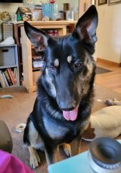 Lost Male Dog last seen Between Stewart Rd, and Otto Rd, beside the tracks., Charlotte, MI 48813
