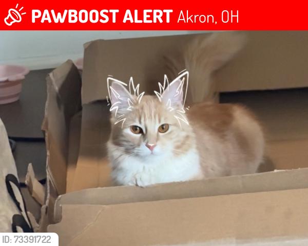 Lost Female Cat last seen Slosson avenue, Akron, OH 44320