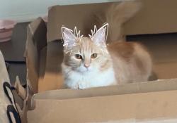 Lost Female Cat last seen Slosson avenue, Akron, OH 44320