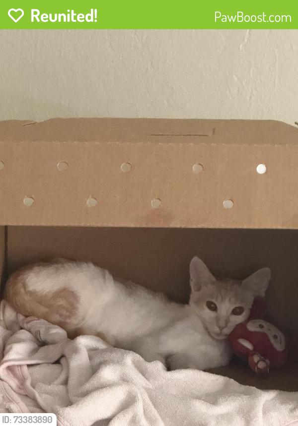 Reunited Male Cat last seen Park plaza apmts, Mountain View, CA 94040