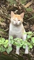 Found/Stray Unknown Cat last seen Back yard area, Charleston, SC 29412