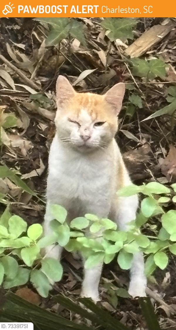 Found/Stray Unknown Cat last seen Back yard area, Charleston, SC 29412