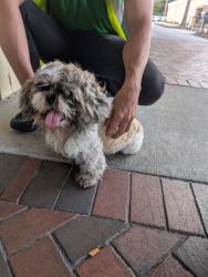 Found/Stray Male Dog last seen Publix grove park, Lakeland, FL 33801