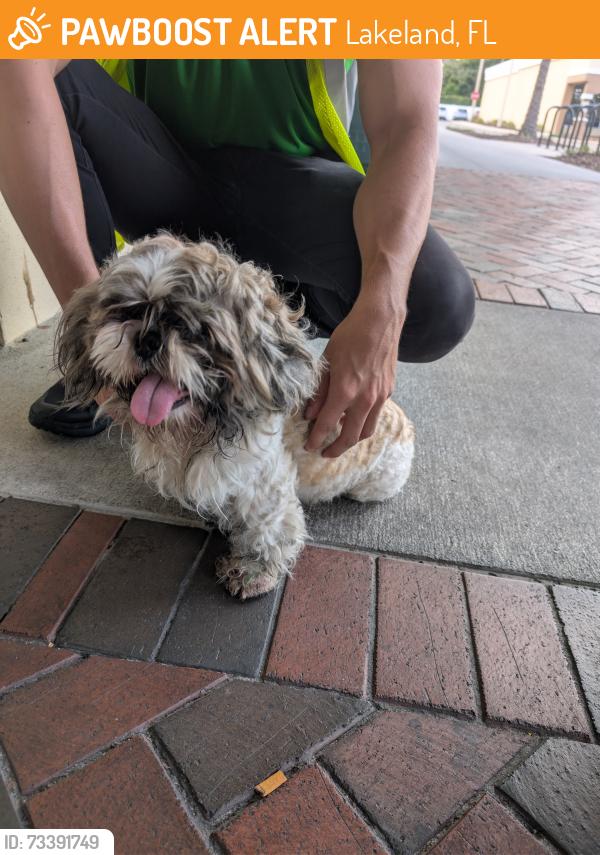 Found/Stray Male Dog last seen Publix grove park, Lakeland, FL 33801