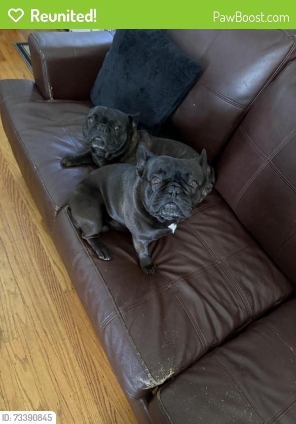 Reunited Male Dog last seen Hudson street, Redwood City, CA 94062