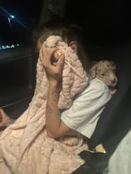 Lost Female Dog last seen S Phoniex ave, Tahlequah, OK 74464