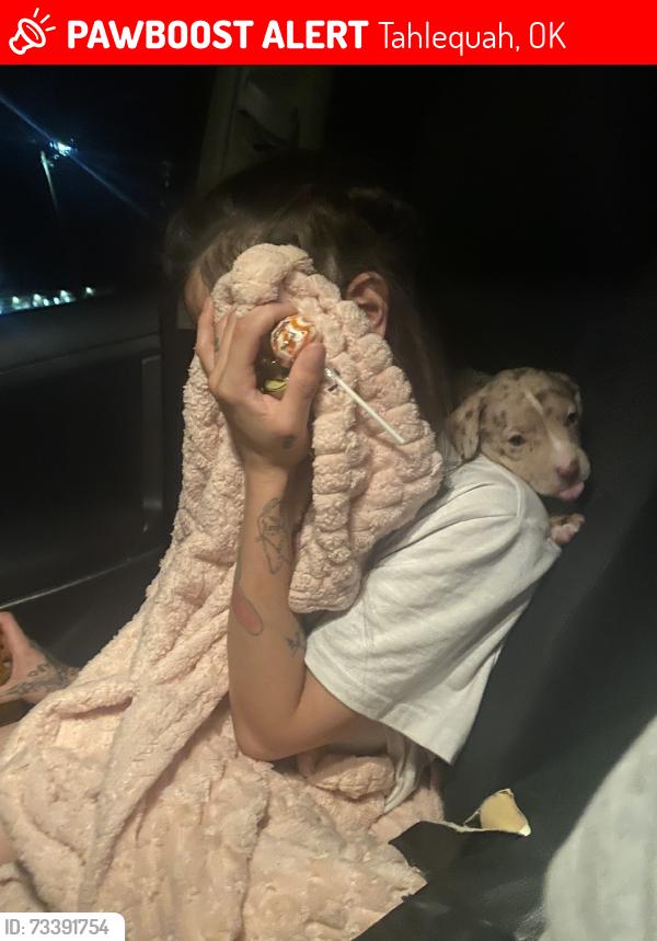 Lost Female Dog last seen S Phoniex ave, Tahlequah, OK 74464