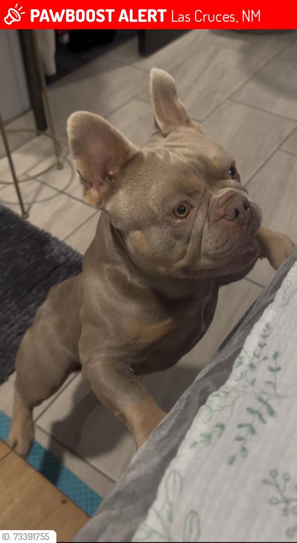 Lost Male Dog last seen Armstrong rd, Las Cruces, NM 88001