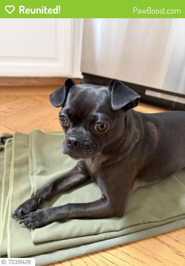 Reunited Female Dog last seen Clayton and Deming, San Francisco, CA 94114