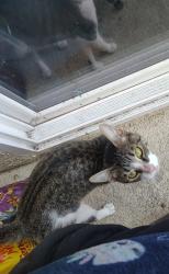 Lost Female Cat last seen Caminito dey la cruz, Chula Vista, CA 91913