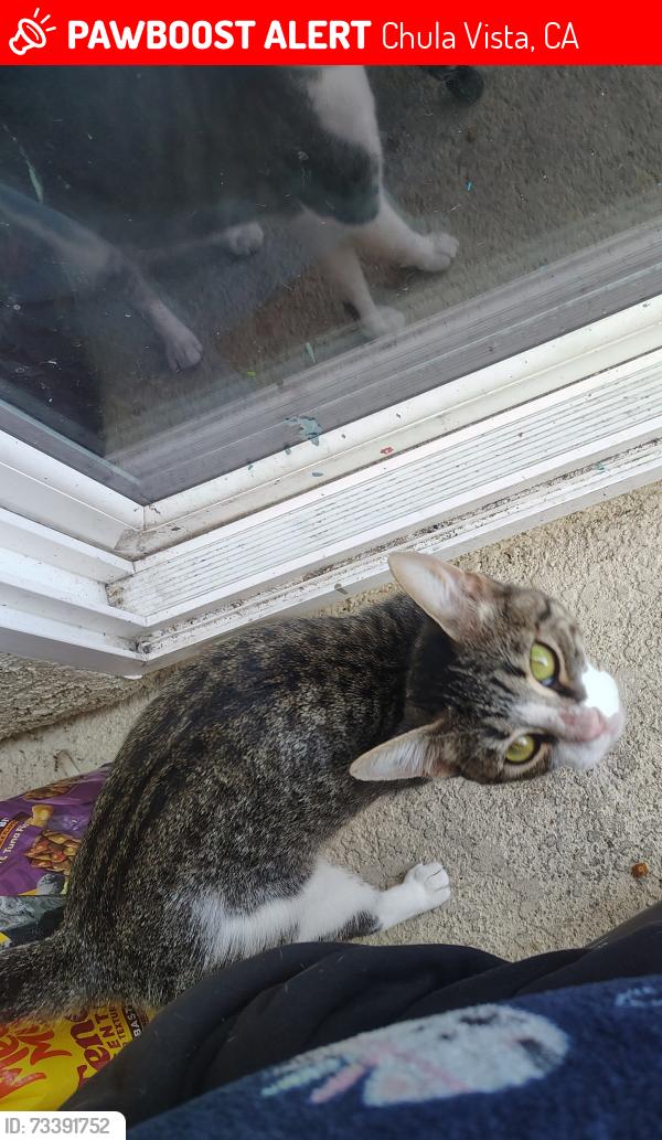 Lost Female Cat last seen Caminito dey la cruz, Chula Vista, CA 91913