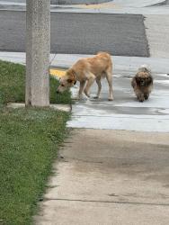 Found/Stray Male Dog last seen Found on Cedar between Euclid and Fern, Ontario, CA 91762