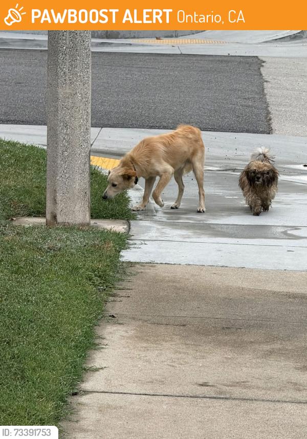 Found/Stray Male Dog last seen Found on Cedar between Euclid and Fern, Ontario, CA 91762
