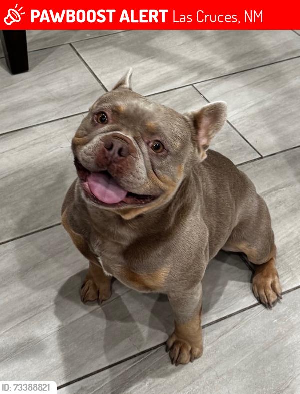 Lost Male Dog last seen El Camino real near St. John’s trailer park in Dona Ana county NM, Las Cruces, NM 88007