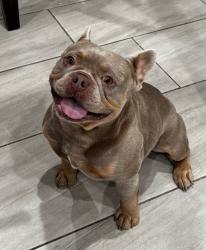 Lost Male Dog last seen El Camino real near St. John’s trailer park in Dona Ana county NM, Las Cruces, NM 88007
