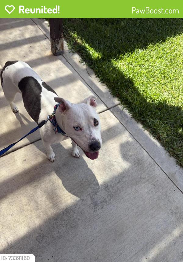 Reunited Female Dog last seen 30th St and Redwood Ave in North Park, San Diego, CA 92104