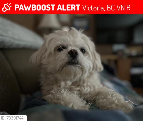 Lost Male Dog last seen Feltham/Tyndall close to Lambrick Park baseball diamond off Tyndall, Victoria, BC V8N 3R8