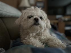 Lost Male Dog last seen Feltham/Tyndall close to Lambrick Park baseball diamond off Tyndall, Victoria, BC V8N 3R8