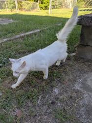 Found/Stray Unknown Cat last seen Near James Dail Rd, eastover, Fayetteville, NC 28312
