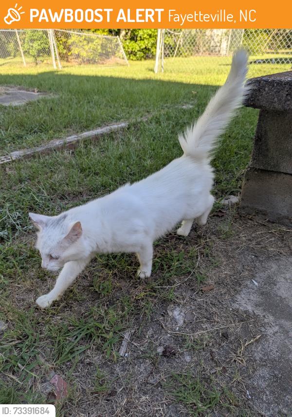 Found/Stray Unknown Cat last seen Near James Dail Rd, eastover, Fayetteville, NC 28312