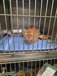 Shelter Stray Male Cat last seen Bexar County, 3353 Morningside Dr, New Braunfels, TX 78132, USA